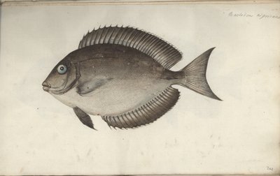 Chaetodon nigricans - Friedrich August Kruger